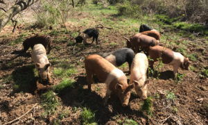 Hidden Creek Farm - CSA Farmshare Virginia