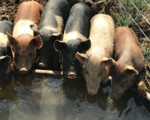 Hidden Creek Farm - CSA Farmshare Virginia