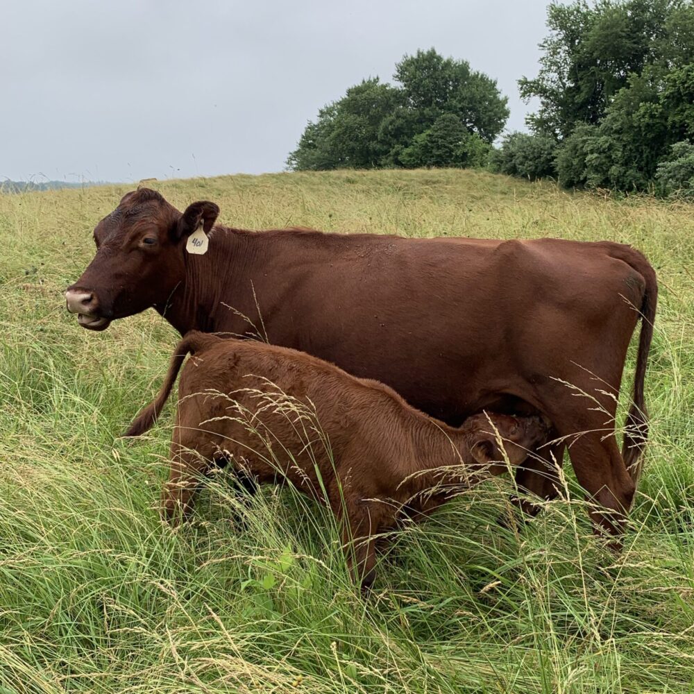 Red Poll Cattle For Sale | Red Poll Heifers, Cows, Calves, Steers, Hides...