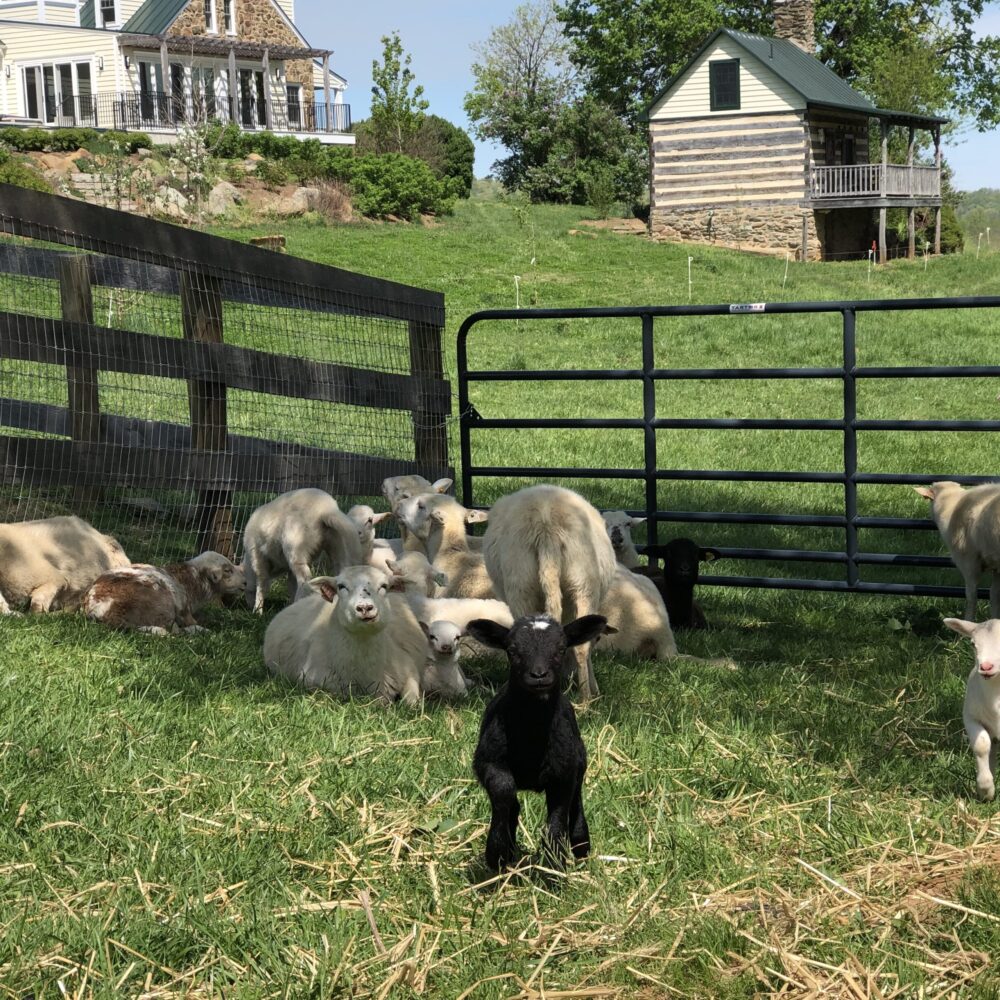 Katahdin Sheep For Sale | Katahdin Ewes, Rams & Weaned Lambs